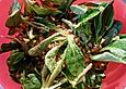 Nuss-Vinaigrette