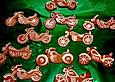 Lebkuchen