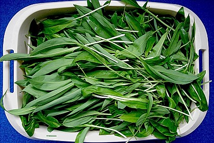 B&auml;rlauchpaste 4