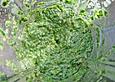 Pesto alla Genovese