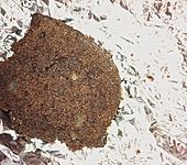 Schokoladenkuchen (Bild)