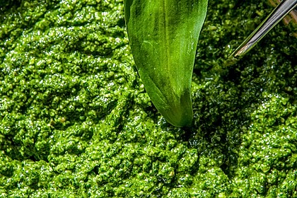 Bärlauch - Pesto 1
