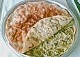 Pite