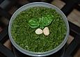 Macadamia - Pesto