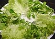 Feldsalat mit Gefl&uuml;gelleber