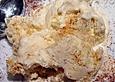 Tiramisu - Eis