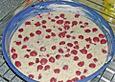Schmand - Kirschkuchen