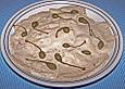 Vitello Tonnato
