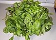 Basilikumpesto