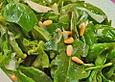 Rucola - Basilikum - Salat mit Pinienkernen und Parmesan
