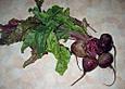Rote Bete Gem&uuml;se mit Stiel und Blatt