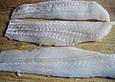 Grenadierfisch an dicken Bohnen