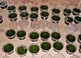 Jello Shots