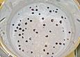 Beeriges Porridge