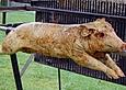 Spanferkel vom Grill