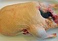 Barbarie - Portions Enten