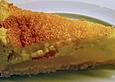 Birnen - Creme Kuchen