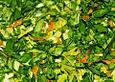 Gremolata