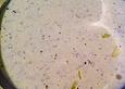 Omas Salatdressing
