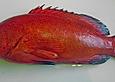 Juwelenbarsch mit Tintenfisch