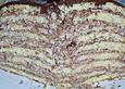 Prinzregenten - Torte