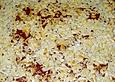 Butterblitz / Becherkuchen