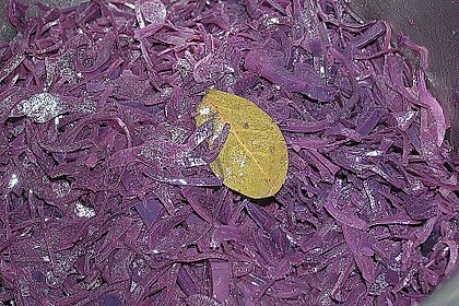 Rotkohl, frisch zubereitet 24