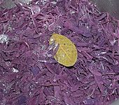 Rotkohl, frisch zubereitet (Bild)