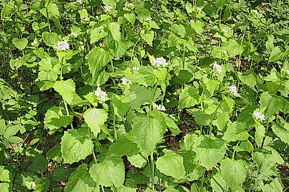Knoblauchrauke - Brotaufstrich