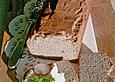 Buchweizenbrot
