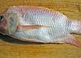 Tilapia - Pocketfisch mit exotischer F&uuml;llung