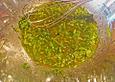 Sauce Vinaigrette