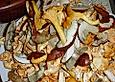 Waldpilz - Quiche