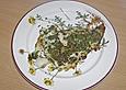 Ozeanfisch Provence