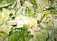 Senf - Honig - Dill Dressing