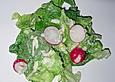 Blattsalate mit Radieschen und Apfeldressing