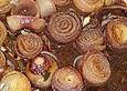 Cipolle al Balsamico