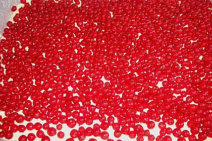 Johannisbeerkuchen mit Saure - Sahne - Guss vom Blech 7