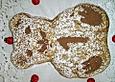 Mein erster Geburtstags - Kuchen