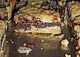 Mohn - Kr&uuml;melkuchen