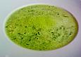 Schnelle Erbsen - Kr&auml;utersuppe