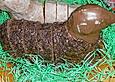 Saftiges Osterlamm