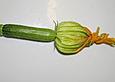 Gef&uuml;llte Zucchinibl&uuml;ten
