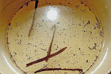 Vanillesirup 1