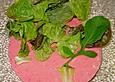 Johannisbeer - Knoblauch - Dressing