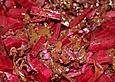 Rote - Bete - Salat griechisch