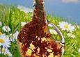 Salbei - G&auml;nsebl&uuml;mchen - Essig