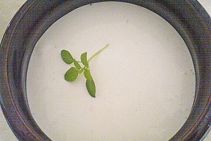 Aioli 21