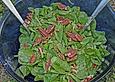 Feldsalat