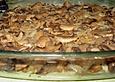 Champignon Wiese